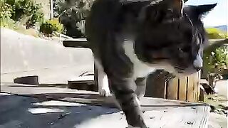 A free outdoor cat cafe near the harbor; as soon as you sit down at a table, the assigned cat comes over.