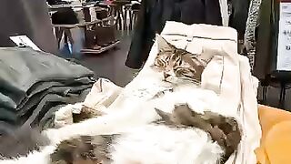 In Türkiye, cats are free to come and go from any shop!