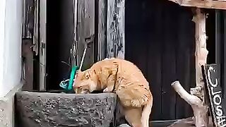 A cat on Cat Island exclaims, "The water at the sushi restaurant is really delicious!"