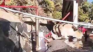 I saw a cat when I went to the shrine for the first visit of the year.