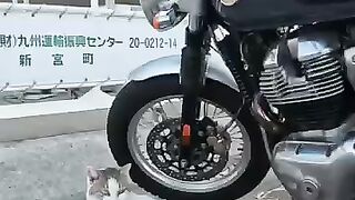 Royal Enfield is also popular with cats.