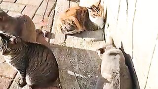 cat gathering