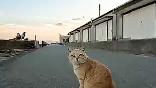 I met a tabby cat on the beach in the evening, and when I petted it, it seemed happy and came over to me.