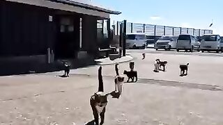 When I returned to the ferry terminal after going around the island, there were cats