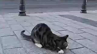 The kitten that found an insect on the roadside and played with it excitedly was just too cute.