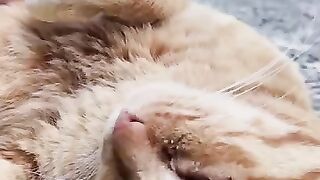 I petted a cat that was sleeping on the side of a slope.