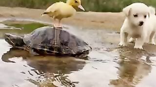 This dog woke up and chose chaos ????