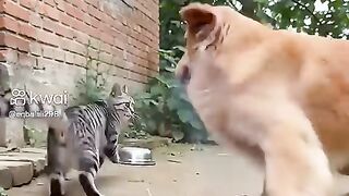 مقلب بين القط وكلب