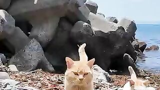 As I went down to the beach, a cat came up to me.