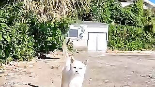I met a cute little white kitten near the fishing port on Cat Island.