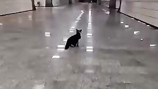 I met a friendly cat at a subway station.