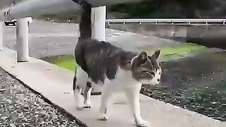 The cats were bumping into each other quite violently when greeting one another.