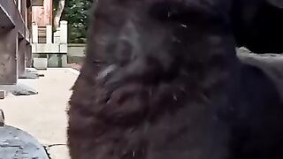 When I went to the shrine, a black cat came out to get petted!