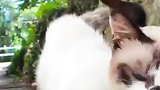 A friendly pair of cats snuggling down a slope together  So cute!