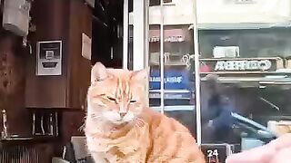 Cat staff preparing for the cafe's opening