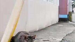 The three-legged cat is scratching the back of its neck on the right side, where its paws can't reach.