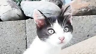 kitten that jumps out