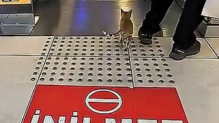A kitten that doesn't yet know how to ride an escalator