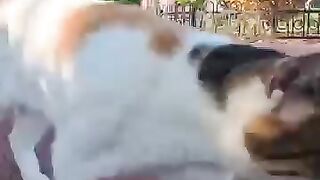 When they see a person, they happily run up to them and rub against their legs.