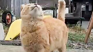 A cat stretching up to be petted