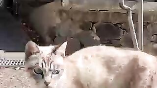 The tabby cat was in a bit of a bad mood.