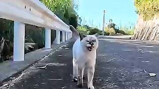 A cat I met on a mountain path seemed to be talking to me.