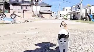 A calico cat came walking towards me.