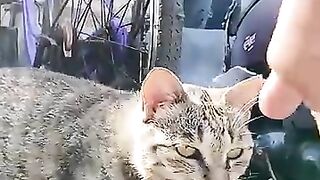 When I went to the bicycle parking area on Cat Island, cats suddenly swarmed out.