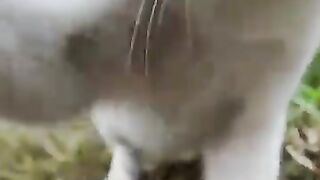 I was hit by a white cat I saw in the bushes.