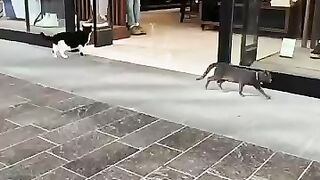 Our cat security guards are on patrol! Not a single insect will escape! 2