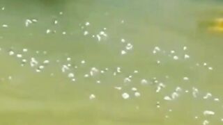 INTENDING TO FISH, THIS MAN UNFORTUNATELY GOT HOOKED BY A RIVER MONSTER