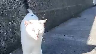 A cat that always says hello when you meet