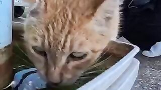 cat drinking water 3