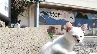 kitten that jumps out 2