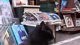 The black cat in the used bookstore district