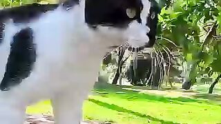 A cat walking on top of a wall