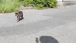 When I sat on the breakwater at Cat Island, a cat trotted over and sat down next to me. 2