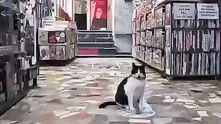 There are usually cats in secondhand bookstores in Istanbul.