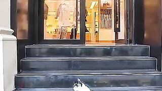 A cat is hesitating whether to enter the shop it's always wanted to go to.