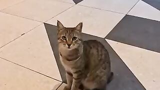 Turkish people even bring cat food with them when they go to shopping malls.