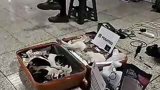 Subway cat: "I found a nice bed, meow!"