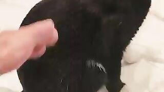 Cats are way too free-spirited.