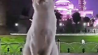 Blue Mosque and a cat