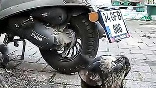 A cat stretching up to be petted 2
