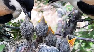 Beautiful long tailed shrike bird