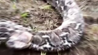 Ular terbesar dan terpanjang di Indonesia adalah Sanca Kembang atau Sanca Batik (Malayopython reticulatus).