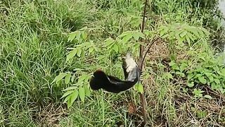 Mancing mania mantappp