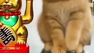 Kucing lucu - Tigerasia88