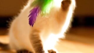 বিড়ালের ভিডিও