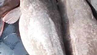 Cara CEK kematangan GONAD induk lele BETINA